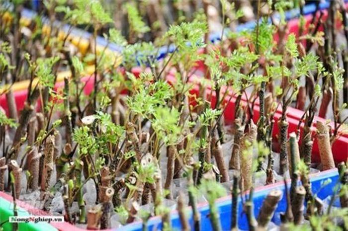  Hiện đinh lăng được thu mua với giá 45.000 đồng/kg gồm thân, lá. Riêng phần củ từ 3 năm trở lên là 200.000 đồng/kg. Sâm Bố Chính có giá 120.000 đồng/kg, nhưng cung không đủ cầu. Hiện tại anh phát triển khoảng 3ha tại tỉnh Đồng Tháp và đồng thời anh chuyển giao giống cho nông dân trồng ở các tỉnh ĐBSCL sau đó anh đứng ra bao tiêu lại cho nông dân để cung cấp cho các nhà thuốc bắc trên cả nước.