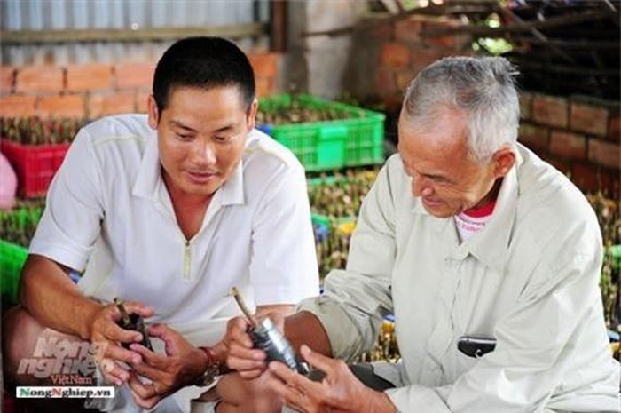  Cây đinh lăng rất dễ trồng, dễ chăm sóc, kinh phí đầu tư ban đầu ít vì bản thân lá, rễ của nó có vị đắng nên rất ít bị sâu, bệnh. Loại cây này có ưu điểm là bán được cả lá, thân, rễ (củ).