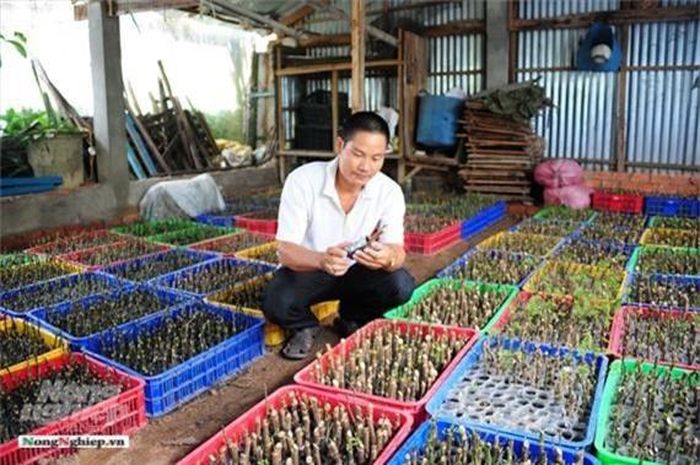  Anh Định cho biết, thấy hiệu quả của cây sâm Bố Chính, anh tiếp tục đầu tư mua đất lên 1,5ha, phân nửa trồng đinh lăng, phân nửa trồng sâm, đồng thời cung cấp cây giống và bao tiêu sản phẩm cho nông dân ở các tỉnh, thành Bình Dương, Bình Phước, Đồng Nai, Bình Thuận, Vĩnh Long, An Giang với 60.000cây giống mỗi tháng.