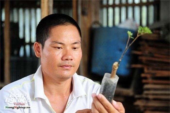  Theo kinh nghiệm của anh, khi trồng chỉ cần bón một ít phân chuồng đã hoai mục và thêm chút phân lân là đủ cho cây phát triển tốt. Đặc biệt cây này không sử dụng phân thuốc hóa học.