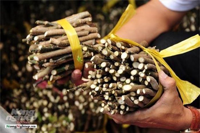  Đặc biệt đinh lăng, thời gian trồng càng lâu, củ càng to, giá trị sẽ càng lớn. Trung bình mỗi năm anh Định bán thị trường nội địa trên 40 tấn cây dược liệu các loại vàxuất sang Hàn Quốc 10 tấn đinh lăng, gừng đen… với doanh thu hơn 1 tỷ đồng.