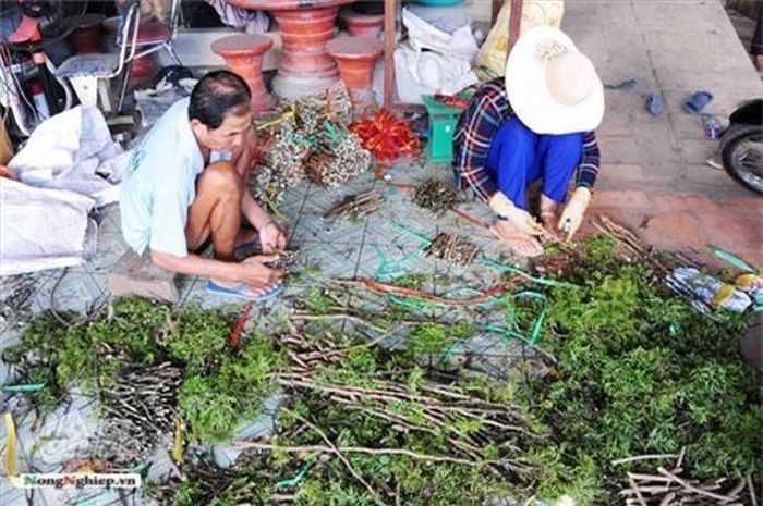  Sắp tới anh Định còn dự định mở rộng diện tích lên 5ha trồng cây dược liệu đinh lăng và sâm. Đồng thời đăng ký nhãn hiệu độc quyền sơ chế bao tiêu cây dược liệu sạch, cho bà con nông dân và đóng trà túi lọc đinh lăng với quy mô lớn.