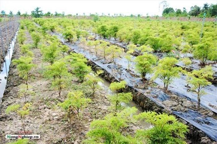  Anh kể từ cơ duyên đến với cây đinh lăng, hồi học đại học ở Nam Định, năm 2006 anh bị bệnh sốt cao, người bạn thấy vậy lấy sâm Bố Chính đưa cho uống khoảng 2 tiếng sau thì đỡ. Trong người anh có sức, dần khỏe lại, anh suy nghĩ loại dược liệu này trồng có thể phát triển nhiều để phục vụ trị bệnh cho bà con.