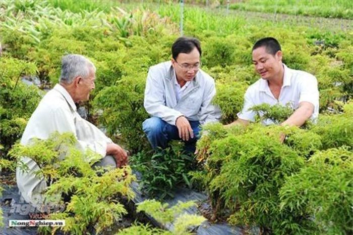  Ban đầu không có đất, anh mạnh dạn mướn 3 công đất từ tiền tích góp của 2 vợ chồng. Lúc đó gia đình cản, anh em cũng cho rằng đó là chuyện “tào lao”. Anh mặc kệ lời ra tiếng vào, quyết định xuống giống trồng sâm Bố Chính. Thời gian đầu trồng thử 3 công cây phát triển xanh tốt. Sau gần 1 năm, anhthu hoạch được 4,5 tấn, bán với giá 300.000 đồng/kg...Thấy hiệu quả nên cứ thế mở rộng và làm tiếp.