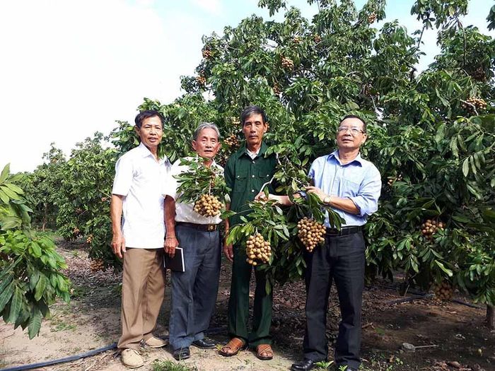 Ông Nguyễn Quang Phúc (thứ 2 từ phải qua) cùng các cựu chiến binh trong huyện tham quan vườn nhãn của gia đình. Ảnh: N.H