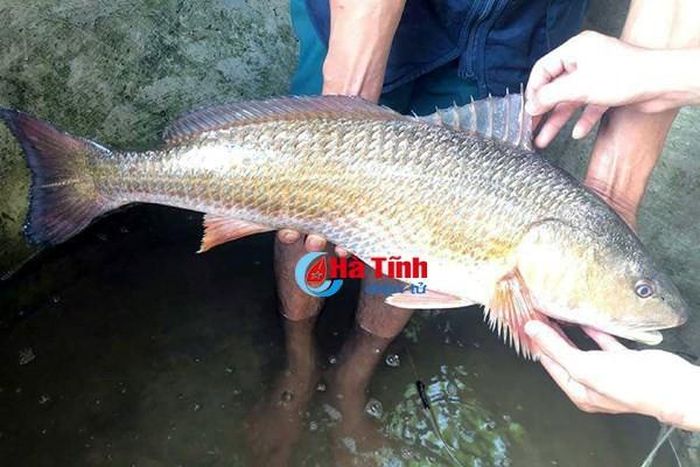 Giá trị dinh dưỡng của cá sủ vàng cũng rất cao khi thịt cá mềm, thơm ngon khi chế biến. Nhưng giá trị cao nhất của loài cá này chính là bong bóng cá có thể dùng để sản xuất một loại chỉ tiêu sinh học, có tác dụng rất quan trọng trong ngành vi phẫu thuật, phẫu thuật. Ảnh: Cá câu được nghi sủ vàng ở Hà Tĩnh.