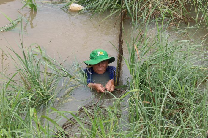 Trên cánh đồng ngập nước ở xã Phú Hữu, người đàn ông này mỗi ngày kiếm được khoảng 5-7kg cá các loại. Theo ông, cá hiện nay đã giảm so với các năm trước.