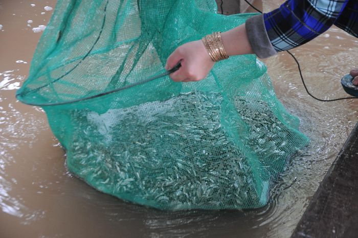 Bà Thu Sương, chủ vựa cá linh cho biết bình quân mỗi ngày bà thu được khoảng 500 - 700kg cá linh, giá bán cá tươi tại vựa là 80.000 đồng/kg (năm ngoái từ 50-60.000 đồng), cá được làm sẵn thì từ 110.000 đồng/kg trở lên.