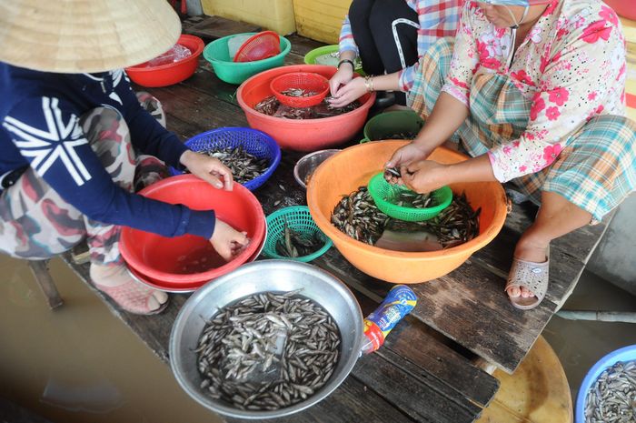 Chị Thảo, một trong những người làm cá thuê tại đây cho biết mỗi kg cá linh chị làm sẵn được trả công 25.000 đồng, mỗi ngày chị làm được khoảng 10kg trở lên. Thu nhập này ở vùng quê miền biên giới không phải là nhỏ so với làm những việc khác. 