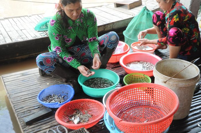 Theo bà con nơi đây, năm nay lũ về muộn hơn mọi năm, đặc sản cá linh cũng không còn dồi dào như trước, tuy nhiên bù lại giá bán ra cao hơn.