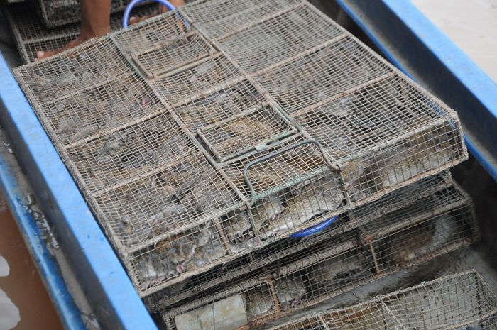 Bên cạnh cá, cua, chuột cũng là một sản vật mùa nước nổi được người dân đánh bắt.