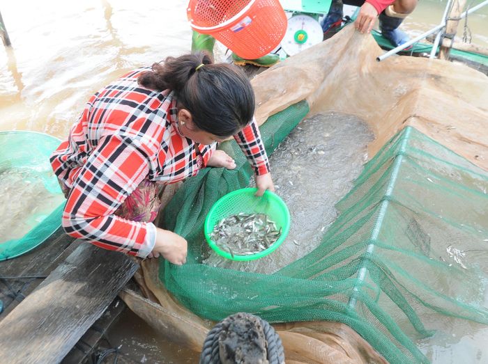 Cá linh là đặc sản nổi tiếng mùa nước nổi ở miền Tây.