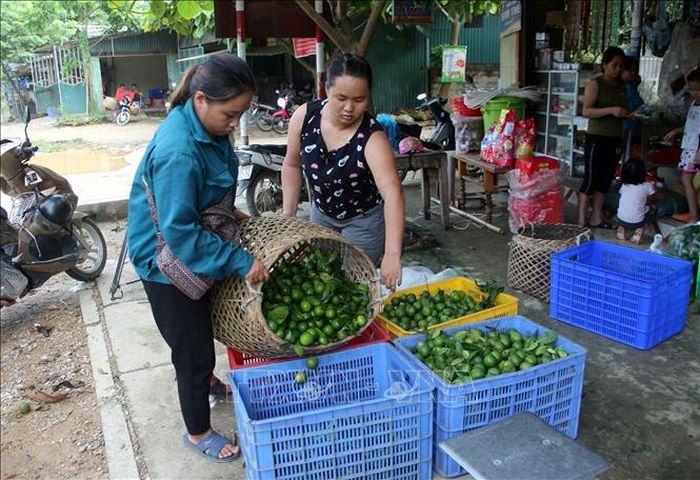 Người dân xã Phù Lưu thu hoạch chanh.