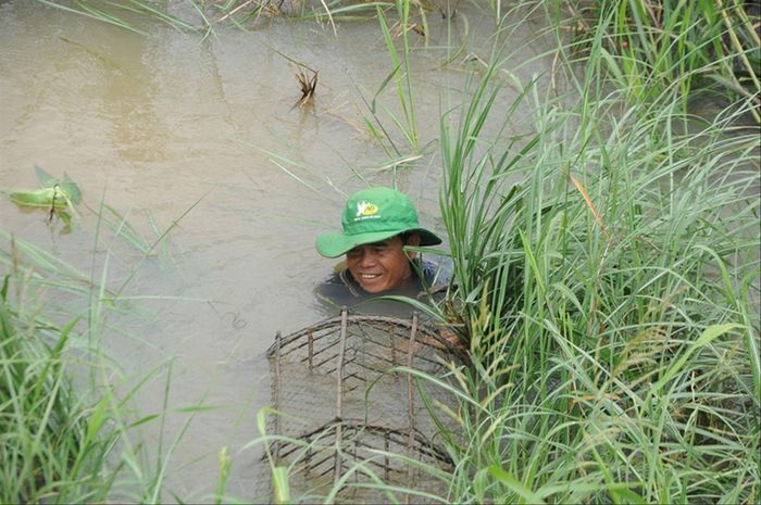 Mưu sinh trên cánh đồng ngập lũ Ảnh: C.K