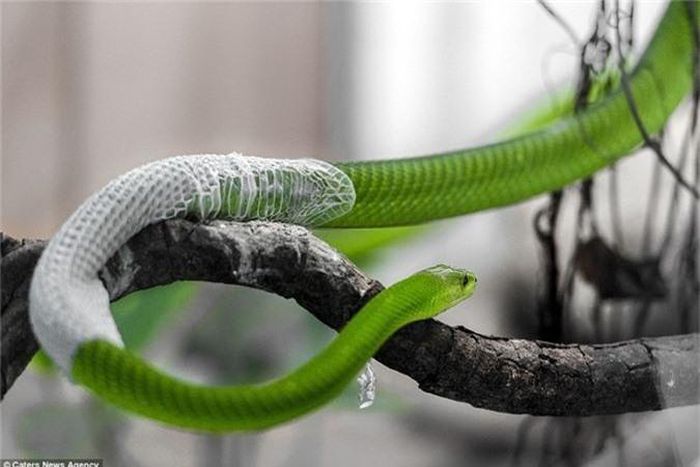 Nó từ từ trườn trên cành cây để chui ra khỏi lớp da mỏng trắng toát.
