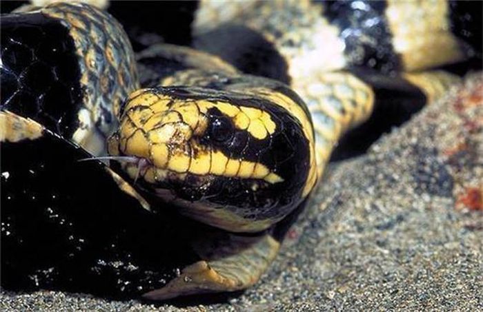  Tùy vào thời gian mưa, lượng mưa, gió và các điều kiện khác, bề mặt nước ngọt trên đại dương có thể dày và kéo dài tới vài ngày. Một số loài rắn có thể phát hiện áp suất khí quyển hay khi một cơn bão đang đến gần hoặc sắp mưa. 