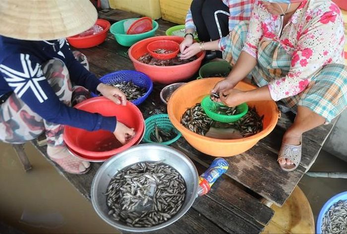 Cá linh - đặc sản mùa nước nổi miền Tây Ảnh: C.K