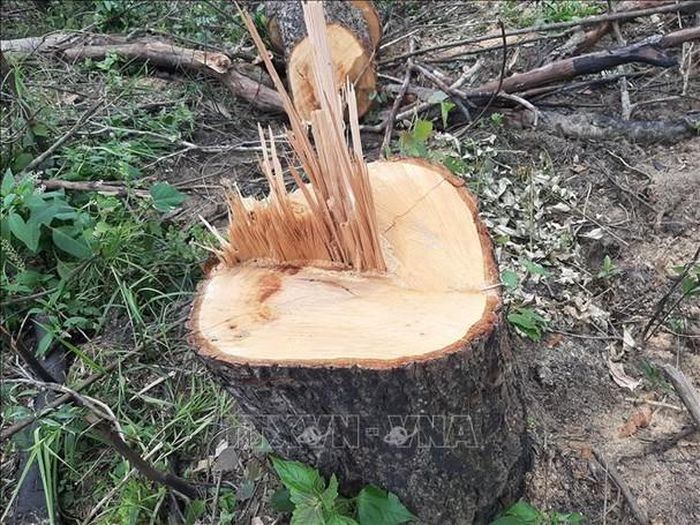 Hiện trường một vụ phá rừng tại xã Đạ K’Nàng, huyện Đam Rông (Lâm Đồng). Ảnh: Đặng Tuấn/TTXVN
