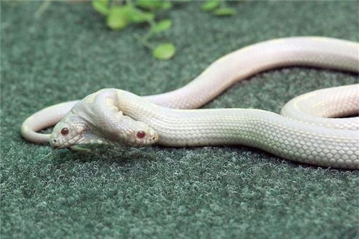 Rắn bạch tạng 2 đầu, sản phẩm của sự đột biến, thuộc loài rắn California Kingsnake thuộc khu nghỉ mát Yalta trên bờ biển Hắc hải, phần thuộc lãnh thổ Ukraina. Con rắn được khoảng 3 tuổi, có chiều dài chừng 60cm, được người Đức thuê, mang về nước để trưng bày.