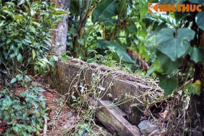  Cây dại bao trùm lên những bức tường cũ càng làm tăng thêm vẻ hoang tàn. 