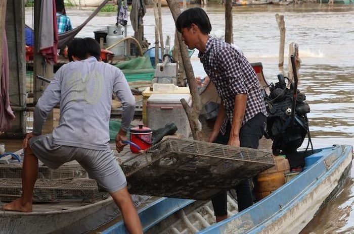 Lũ về, chuột đồng cũng phải dời lên gò cao, thân cây để tránh nước và trở thành mồi nhậu hấp dẫn không kém chi cá đồng. Nước lũ không chỉ cung cấp tôm cá, phù sa, mà còn góp phần tiêu diệt sâu bọ, chuột... giúp cho mùa màng bội thu.