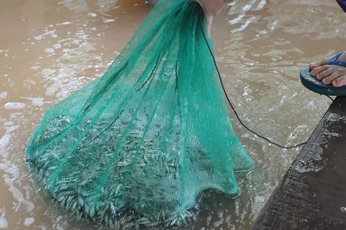 Cá linh, một đặc sản miền Tây chỉ có khi nước lũ về.