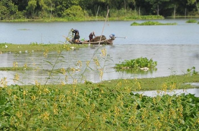 Cùng với nguồn tôm cá theo con lũ về, bông điên điển cũng bung hoa, là món ăn đặc sắc của miền Tây Nam bộ.