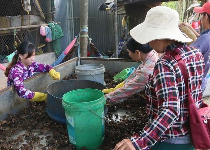 Cua đồng cũng rất nhiều trong mùa lũ.