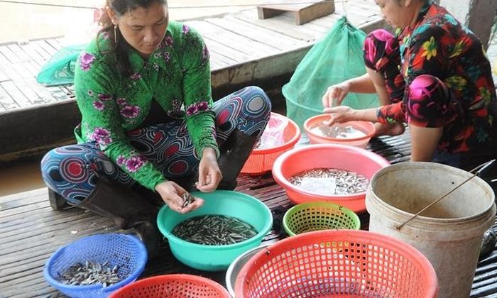 Cá linh không còn dồi dào như những năm trước, hiện có giá tới trên 100 ngàn đồng/kg.