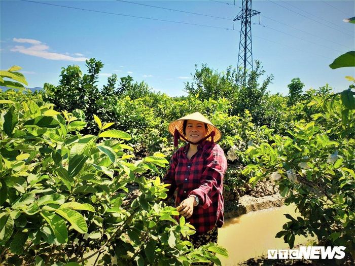  "Một số giống cây ngắn ngày đã cho thu hoạch và thu nhập mang lại cũng giúp tôi trả đủ thù lao cho 10 lao động cùng chi phí phân bón. Hy vọng trong năm tới, chôm chôm và sầu riêng sẽ bội thu”, chị Lộc cho hay. 