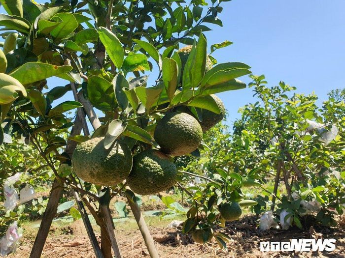  Nhắc đến người phụ nữ đưa vườn trái cây Nam bộ về địa phương, ông Lê Quang Thu – Phó Chủ tịch UBND xã Đại Minh chia sẻ: “Chị Lộc là người tiên phong trong việc chuyển đổi cây trồng từ trồng lúa sang trồng trái cây ở xã và bước đầu mang lại hiệu quả kinh tế cao. Đặc biệt, với việc ngày một mở rộng diện tích trồng trọt, chị đã góp phần giải quyết công ăn việc làm cho hàng chục lao động địa phương. Do đó, xã luôn cố gắng tạo điều kiện hết mức có thể để mô hình của chị Lộc gặt hái thêm nhiều thành công”. 