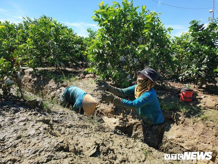  Bây giờ, những con kênh len lỏi giữa “cánh đồng” trái cây Nam bộ của chị Lộc, anh Tổng đang tiếp tục cơi nới. “Tôi tận dụng mạch nước ngầm sẵn có và khơi thông kênh rãnh để làm hệ thống tưới tiêu. Mới đây, tôi làm đơn xin xã để thuê thêm quỹ đất mở rộng vườn cây. Dĩ nhiên, việc nạo vét đất để tìm thêm nguồn nước sẽ hỗ trợ cho kế hoạch phủ xanh thêm đất phèn sắp tới”, chị Lộc bộc bạch. 