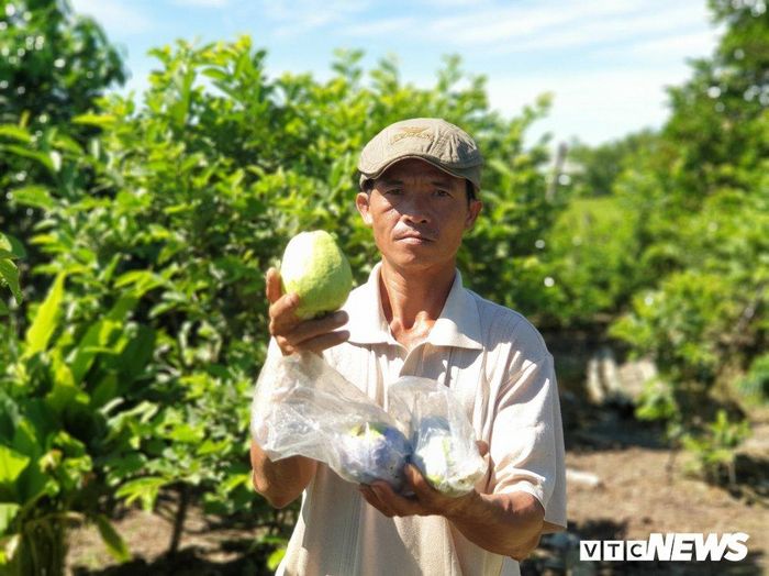  Tình cờ trong một lần tìm tới nhà vườn ở Đồng Nai thu mua trái cây, cơ duyên đưa đường dẫn lối chị gặp anh Nguyễn Tổng – “bậc thầy” về kỹ thuật trồng cây ăn quả cho năng suất cao. Anh Tổng mách nước chị đưa các giống cây Nam bộ về xứ Quảng trồng thử nghiệm. Nhắc đến đây, anh Tổng chia sẻ: “Từ những hình ảnh cô Lộc chụp cận khu đất đồng bằng điện thoại, tôi quả quyết đất này không tới nỗi tệ. Sau khi nghiên cứu kỹ tình hình khí hậu của miền Trung, tôi quyết định dốc sức giúp Lộc phủ xanh mảnh đất phèn bằng vườn trái cây Nam bộ”. 