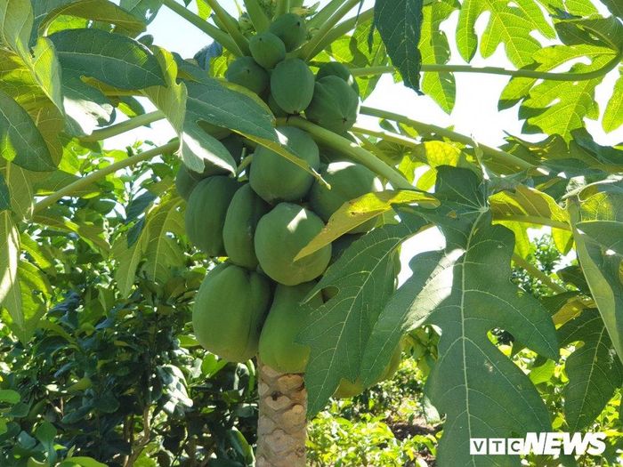  Sau gần 2 năm cất công vun trồng, những loại cây ngắn ngày như ổi, chanh, đu đủ (6 tháng) hay bưởi da xanh (1 năm) bắt đầu giúp chị Lộc thu “quả ngọt” đầu tay. 