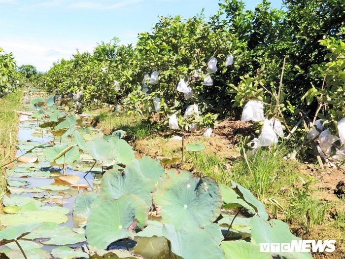  “Tháng 10/2017, công cuộc phủ xanh vùng đất phèn mới chính thức khởi động. Sau khi thuê của xã 3,5 hecta đất vốn dĩ trồng lúa, tôi lặn lội vào trong miền Nam để mang về hơn 20 giống cây ngắn ngày lẫn dài ngày như: Ổi, chanh, bưởi da xanh, măng cụt, sầu riêng, chôm chôm…với số tiền đầu tư lên tới bạc tỷ. Bà con họ hàng cùng chòm xóm đều bảo tôi khùng. Ai nấy cũng dè bỉu đất như thế mà trồng trái cây thì chẳng khác nào vứt tiền qua cửa sổ”, chị Lộc nói. 