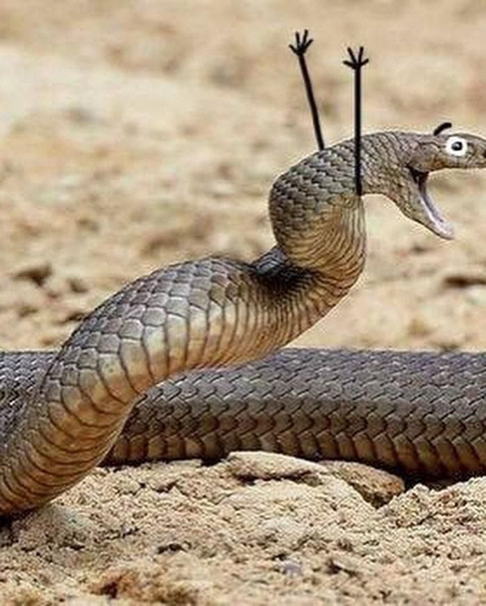 Khi rắn được thêm mắt và cánh tay nhỏ xíu, trông nó thực sự phấn khích, dễ thương.