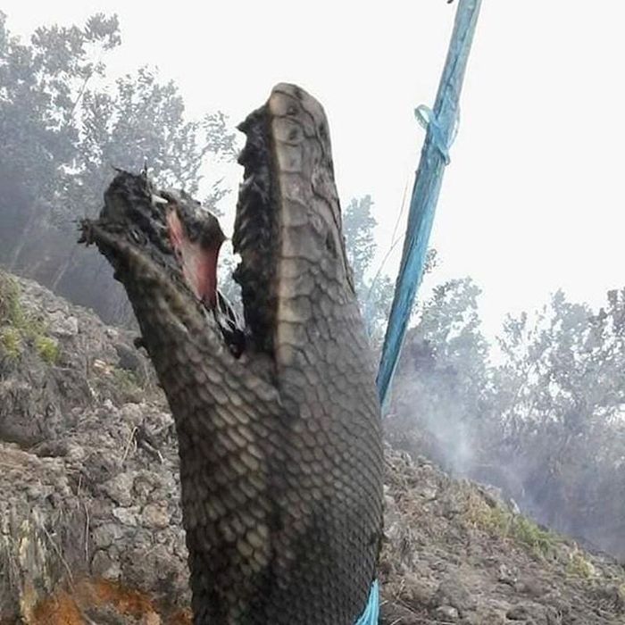 Trước đó, một vụ cháy rừng đã bùng phát ở Kalimantan, Indonesia, gây thảm họa nghiêm trọng. Sau vụ cháy, người ta tìm thấy một con mãng xà khổng lồ, còn được gọi là trăn vua Tangkaluk, bị cháy đen cả người.