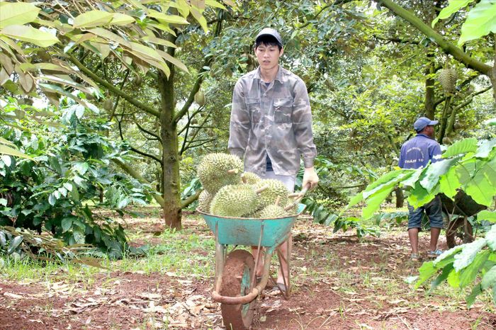 Sầu riêng được bỏ lên xe rùa đẩy ra điểm tập kết