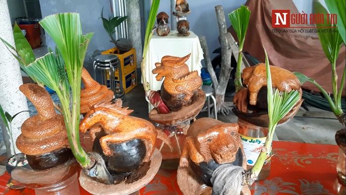 12 con giáp trên trái dừa bonsai trong gia đình ông Hùng.