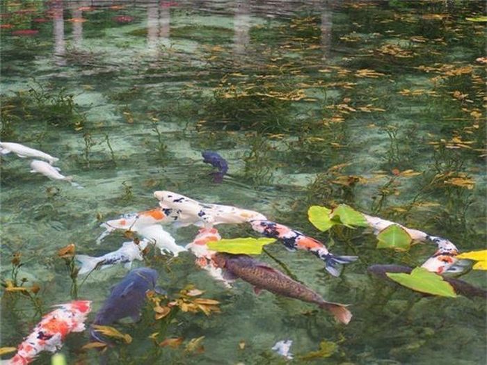  Sở dĩ được đặt tên là Monet bởi phong cảnh hữu tình nơi đây khiến người ta liên tưởng tới bức họa "Hoa loa kèn nước" của danh họa nổi tiếng người Pháp Claude Monet. 