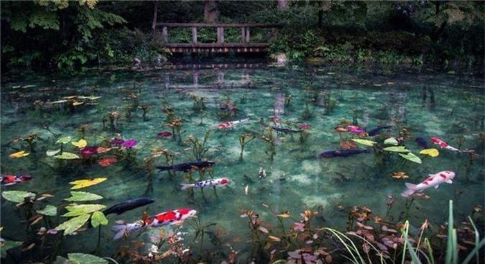  Cách đây 4 năm, những hình ảnh về ao nước trong vắt, đàn cá chép Koi sặc sỡ đủ màu bơi lội tung tăng giữa hàng chục bông súng nở rộ đẹp như một bức tranh đã lập tức gây được sự chú ý lớn trên mạng xã hội. 