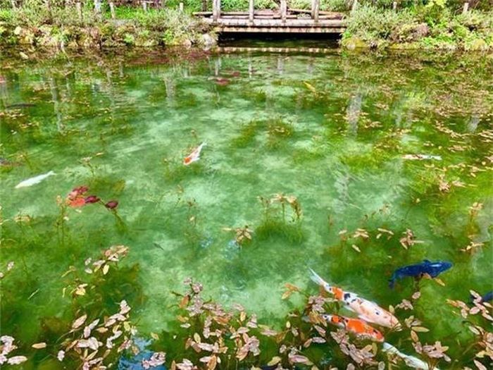  Trước đó, nơi đây vẫn là cái ao không tên tuổi, chẳng ai nghĩ rằng nó lại trở thành một trong những điểm đến đặc biệt hấp dẫn tại xứ sở hoa anh đào. 