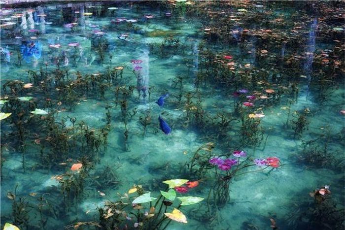  Ao Monet có dòng chảy từ các nguồn suối trên núi Koga xuống với nhiều dinh dưỡng thiết yếu cho vi khuẩn hình thành. Nước ao trong suốt nhìn thấu đáy với màu sắc liên tục thay đổi. Bên dưới ao là hoa súng nổi bồng bềnh cùng sắc nước lóng lánh như màu thủy tinh, tạo nên cảnh sắc đến siêu thực. 