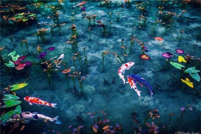  Vào tháng 11 đến đầu tháng 12, nước nguyên sơ ở ao Monet phản chiếu vẻ đẹp hoàn hảo của lá vàng mùa thu rụng từ những cây phong mọc xung quanh.
