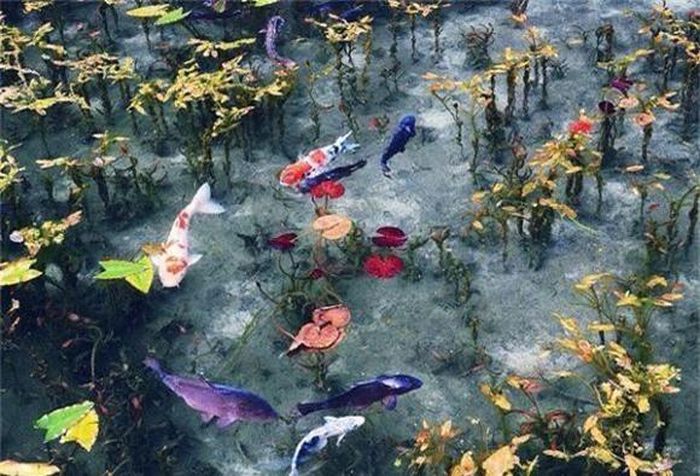  Ngay mùa thu năm sau, ao Monet đã đón lượng khách du lịch cực lớn. Mỗi ngày có tới hơn 30.000 lượt khách tới tham quan. Hình ảnh của ao thường xuyên xuất hiện trên các tạp chí du lịch nước này. 
