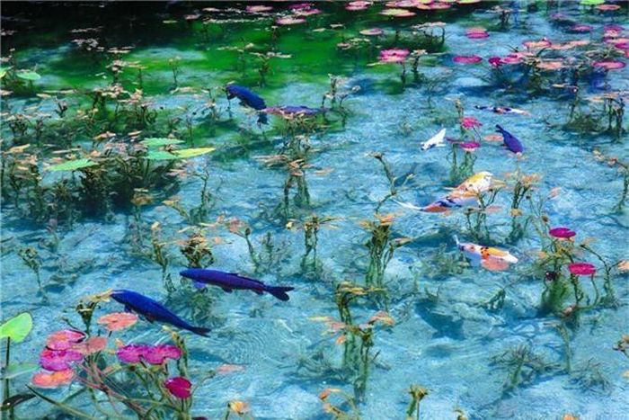  Ví như hoa súng nở từ cuối tháng 5 đến tháng 10, đó cũng là thời điểm đẹp nhất của ao. 