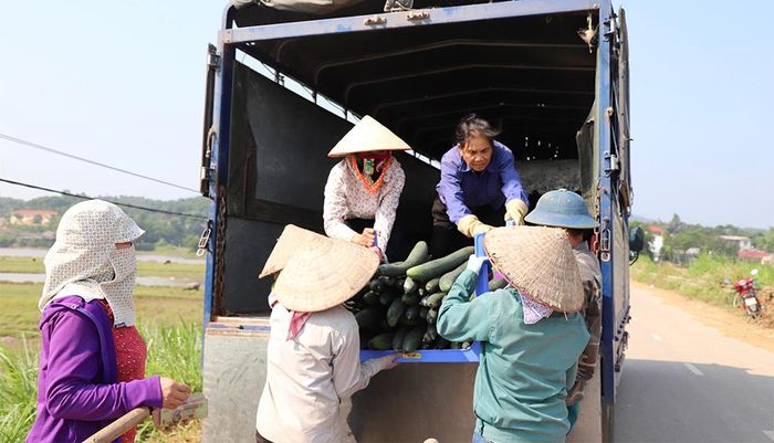 Thương lái thu mua bí đao xanh vụ đông sớm tại xã Văn Lang.