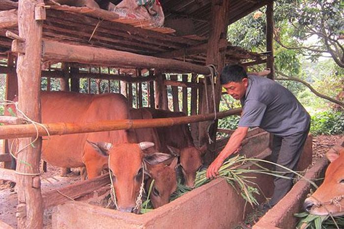 Anh Lò Văn Thong phát triển chăn nuôi đại gia súc nhốt chuồng.