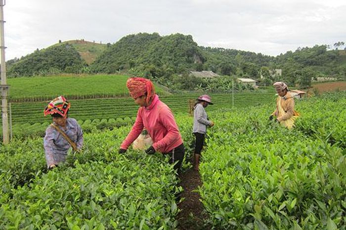 Bà con bản Nong Lào, xã Chiềng Pha (Thuận Châu) thu hái chè.