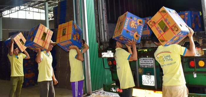 Vụ mùa sầu riêng năm 2019 ở Lâm Đồng, Doanh nghiệp Long Thủy xuất khẩu khoảng 2 container/ngày